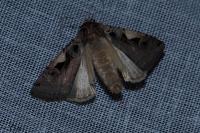 Xestia c-nigrum