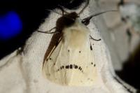 Spilarctia lutea