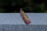 Oncocera semirubella