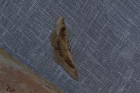 Idaea degeneraria