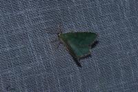 Hemithea aestivaria