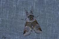 Furcula furcula