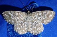 Scopula tessellaria