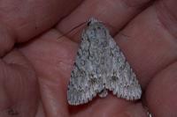 Acronicta aceris