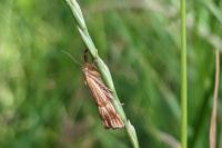 Chrysocrambus linetella