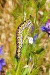 Periphanes delphinii