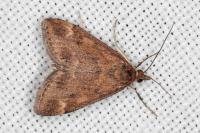 Pyrausta despicata