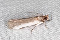 Denticera divisella