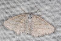 Perconia strigillaria