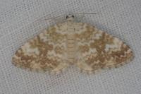 Perizoma flavofasciata