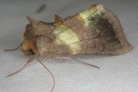 Diachrysia chrysitis