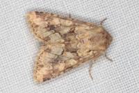 Conisania luteago olbiena