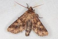 Conisania luteago olbiena