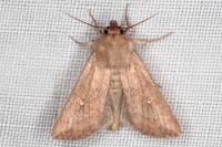 Mythimna albipuncta