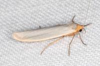 Eilema caniola