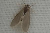 Acentria ephemerella