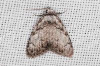 Meganola strigula