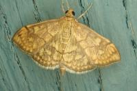 Anania verbascalis