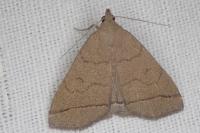 Herminia tarsipennalis