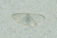 Idaea subsericeata