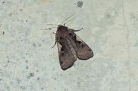 Xestia c-nigrum