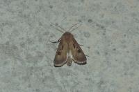 Agrotis exclamationis exclamationis