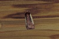 Ochropleura plecta