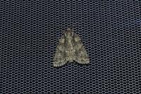 Acronicta rumicis