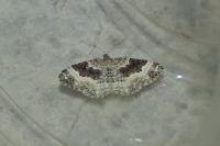Epirrhoe alternata