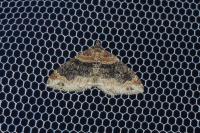 Xanthorhoe ferrugata