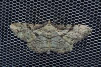 Peribatodes rhomboidaria rhomboidaria