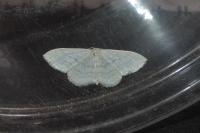 Idaea subsericeata