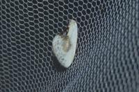 Cilix glaucata