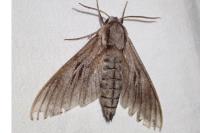 Hyloicus pinastri
