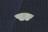 Stegania trimaculata