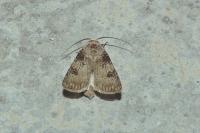 Agrotis puta