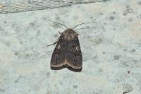 Agrotis puta
