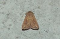 Mythimna albipuncta