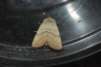 Charanyca trigrammica