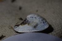 Cilix glaucata