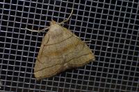 Herminia tarsicrinalis