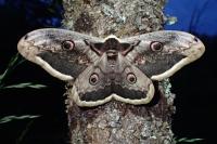 Saturnia pyri