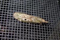 Aphomia sociella