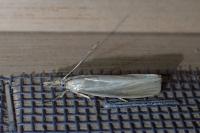 Crambus perlellus