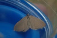 Minoa murinata