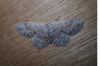 Cyclophora pendularia