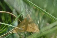 Aspitates gilvaria