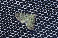 Pasiphila rectangulata