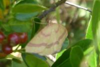 Rhodostrophia calabra