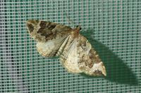 Eulithis prunata